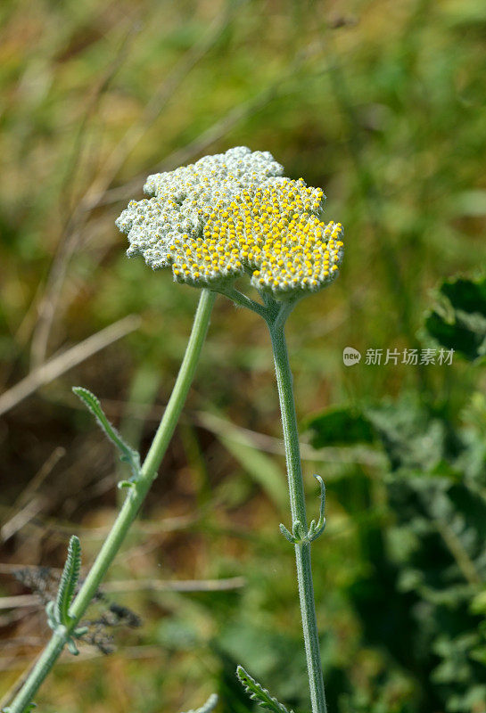 黄蓍草(Achillea Clypeolata L.)